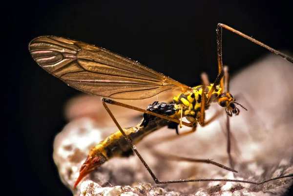 Detalle de mosquito — Foto de Stock