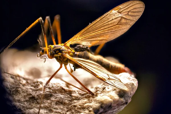 Detalle de mosquito —  Fotos de Stock