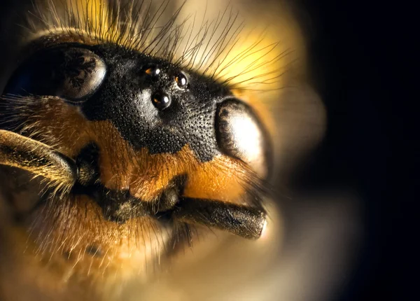 Stacked Photography of Wasp — Stock Photo, Image