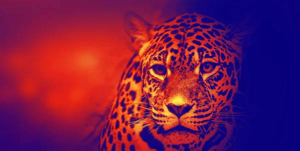 Jaguar américain, Illustration — Photo