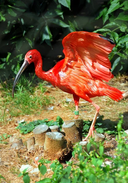 Großer Flamingo mit ausgestreckten Flügeln — Stockfoto