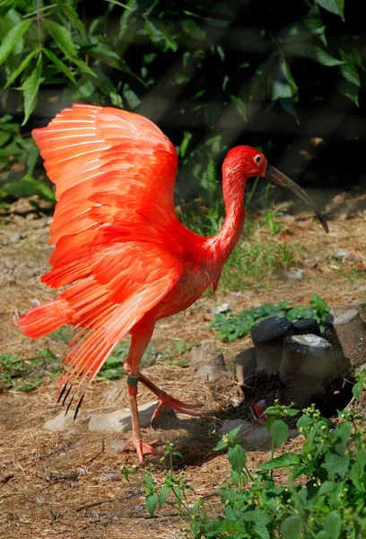 Großer Flamingo mit ausgestreckten Flügeln — Stockfoto