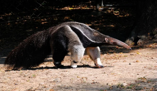 Comedora de hormigas — Foto de Stock