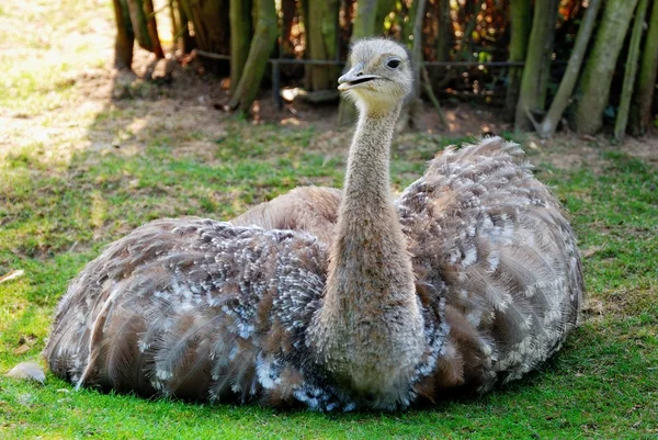 Emu ptak — Zdjęcie stockowe