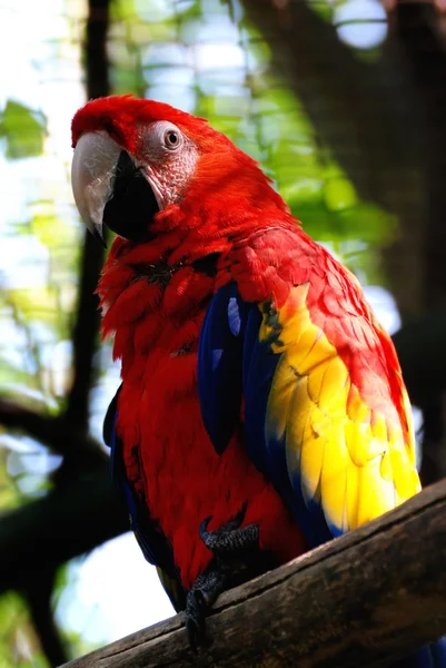 Scarlet macaw — Stock Photo, Image