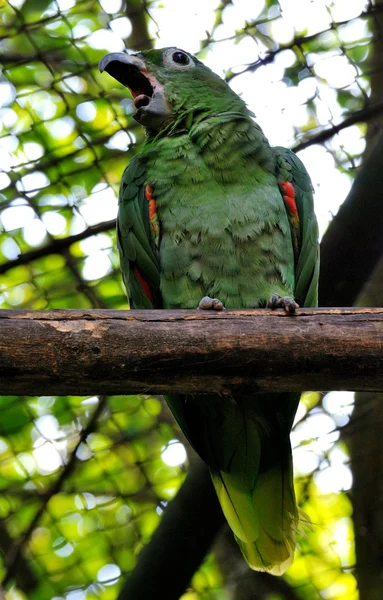 Páskovaná papoušek — Stock fotografie