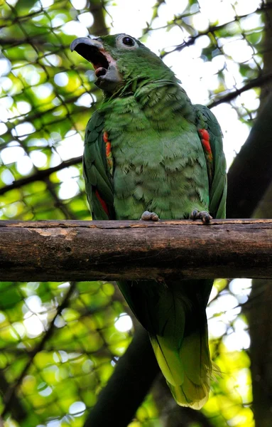 Arara-de-ombros-vermelhos — Fotografia de Stock