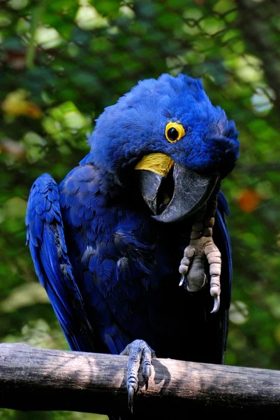 Hyacinth Macaw — Stock Photo, Image