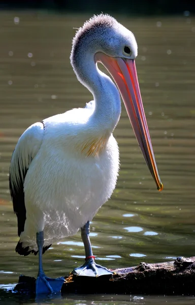 Pelican — Stock Photo, Image