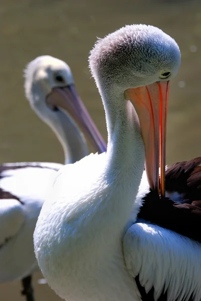 Pelican — Stock Photo, Image