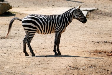 Zebra