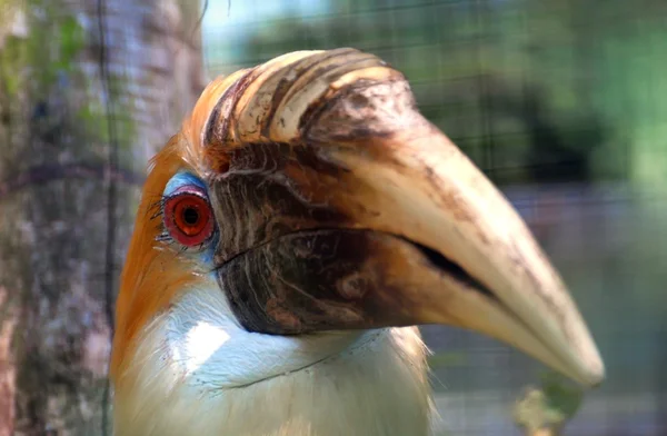 Hornbill with big beak — Stock Photo, Image