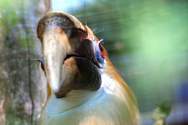 큰 부리를 가진 hornbill — 스톡 사진