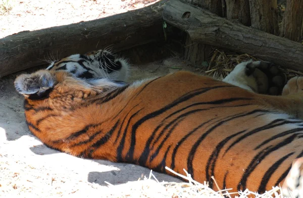 Tigru mincinos — Fotografie, imagine de stoc