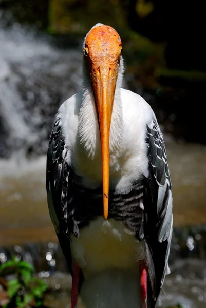 Pelican — Stock Photo, Image