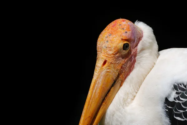 Pelican — Stock Photo, Image