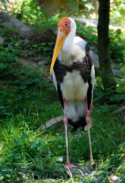 Pelican — Stock Photo, Image