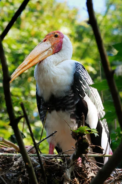 Pelican — Stock Photo, Image