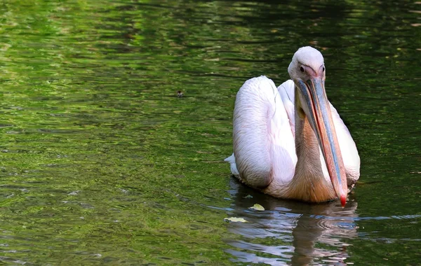 Pelican — Stock Photo, Image