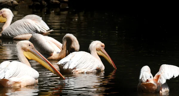 Pelican — Stock Photo, Image