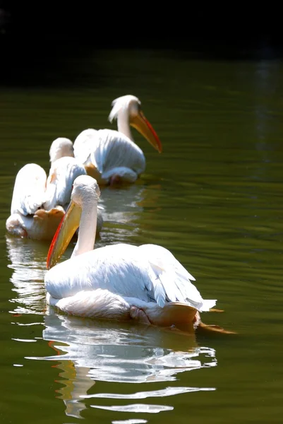 Pelican — Stock Photo, Image