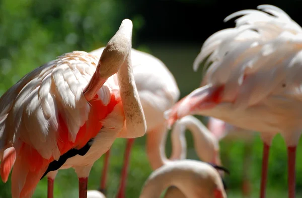 Flamingo — Stockfoto