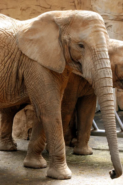 動物園で象 — ストック写真