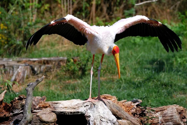 Stork with outstretched wings — Stock Photo, Image