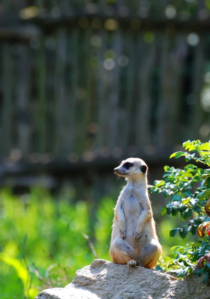 Meerkat. — Fotografia de Stock