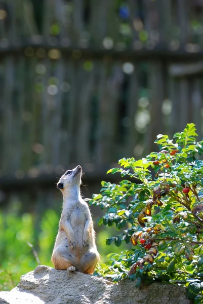 Meerkat. — Fotografia de Stock