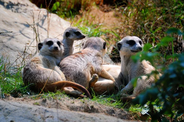 Meerkats — Stock Photo, Image