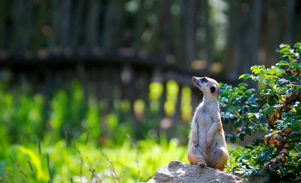 Meerkat. — Fotografia de Stock