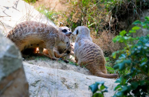 Meerkats — Fotografia de Stock