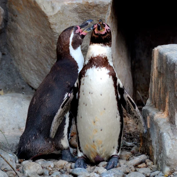 Dois pinguins no zoológico — Fotografia de Stock