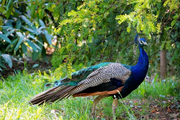 Color Peacock Standing on Grass — стокове фото