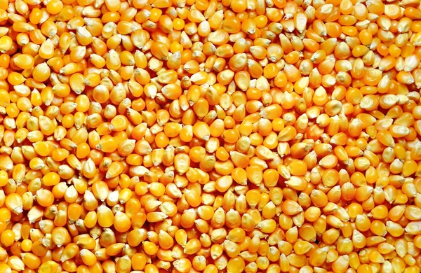 Corn Sweet, Background