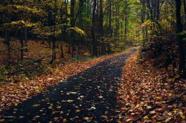 Orman yolu Düşmüş Yapraklarla kaplı Doğal Işıkta