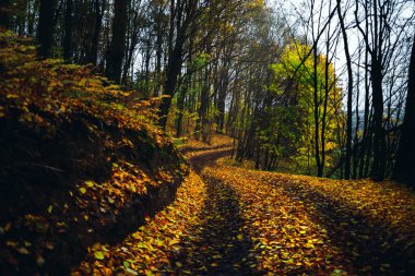 Orman yolu Düşmüş Yapraklarla kaplı Doğal Işıkta