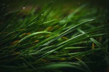 Az Işıklı Islak Çimen Bıçaklarının Yakın Çekimi