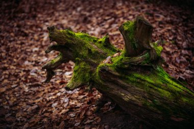 Düşen Yosun kaplı Ağaç Gövdesi Doğal Işık Altında Ormanda