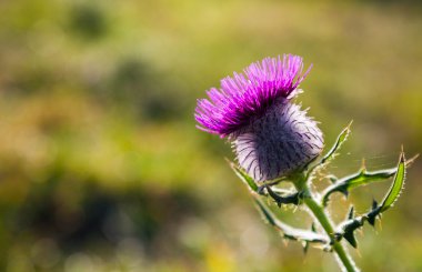 Thistle çiçek