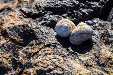 Salyangoz kabuğu parlak güneş kaya üzerinde