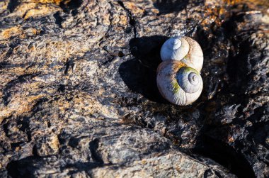 Salyangoz kabuğu parlak güneş kaya üzerinde