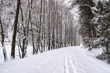 Kış manzarasında Çıplak Ağaçlarla kaplı Karlı Orman Yolu