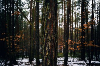 Doğal Orman Ormanında Ağaç Gövdesi Büyüyor