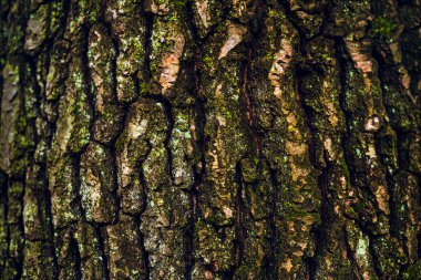 Yosun kaplı ağaç kabuğu dokusu ve derin doğal çizgileri var.