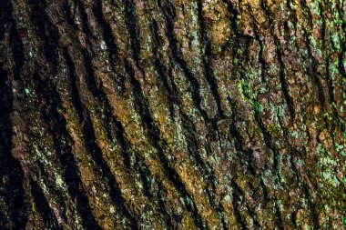 Yosun kaplı ağaç kabuğu dokusu ve derin doğal çizgileri var.
