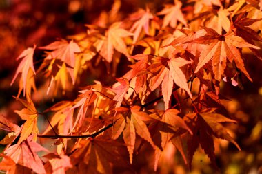 Kırmızı sonbahar yaprakları