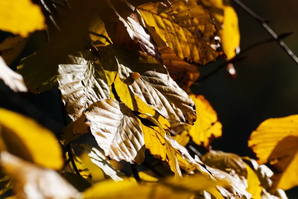 Yellow Leaves in Against the Sun — Stock Photo, Image