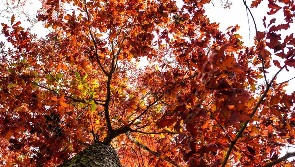 Árvore cheia de folhas vermelhas em ramos — Fotografia de Stock